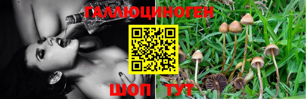 Дмитров  Галлюциногенные грибы GOLDEN TEACHER  купить  сайты  Вход с VPN 